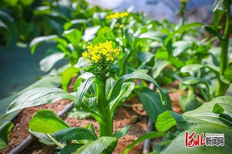 揭秘十字花科植物的种植秘诀：细节决定成败