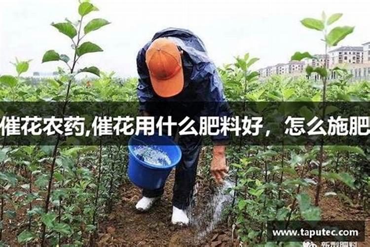 鲜花喷什么叶面肥效果好？