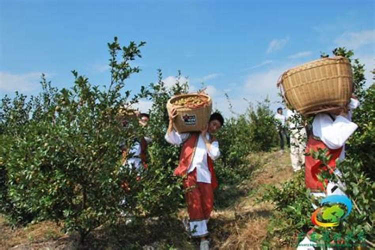 绿金革命：新造油茶技术要点揭秘