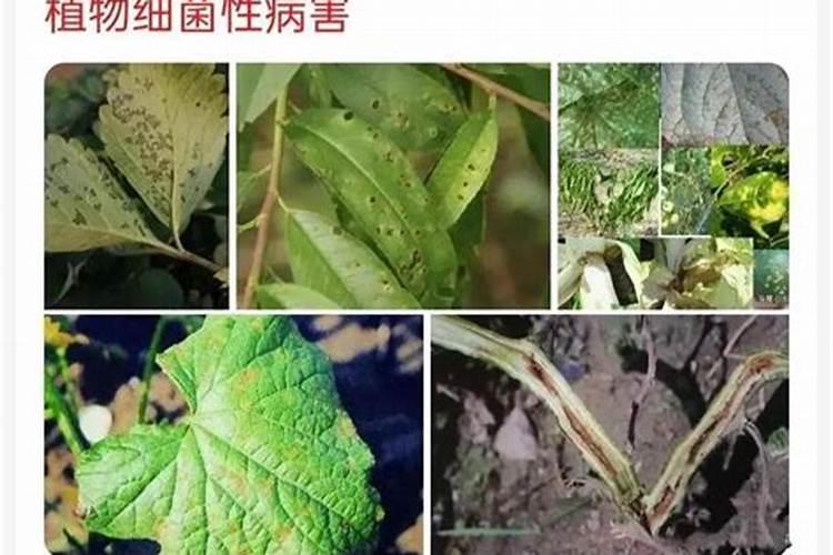 守护绿意：植物病害防治的药剂盾牌