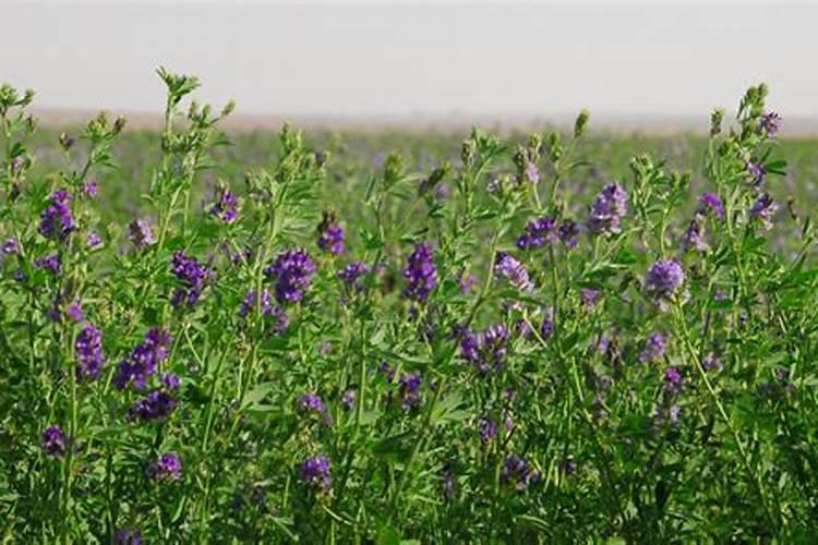 紫花苜蓿秋冬季虫害防治措施