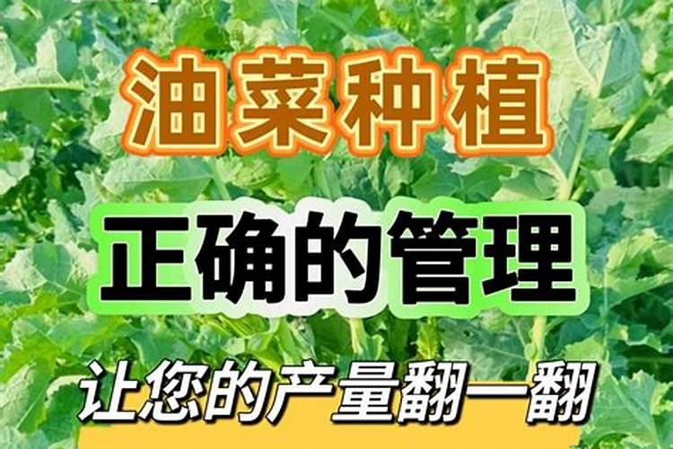 战胜霜霉病：油菜健康生长的守护策略