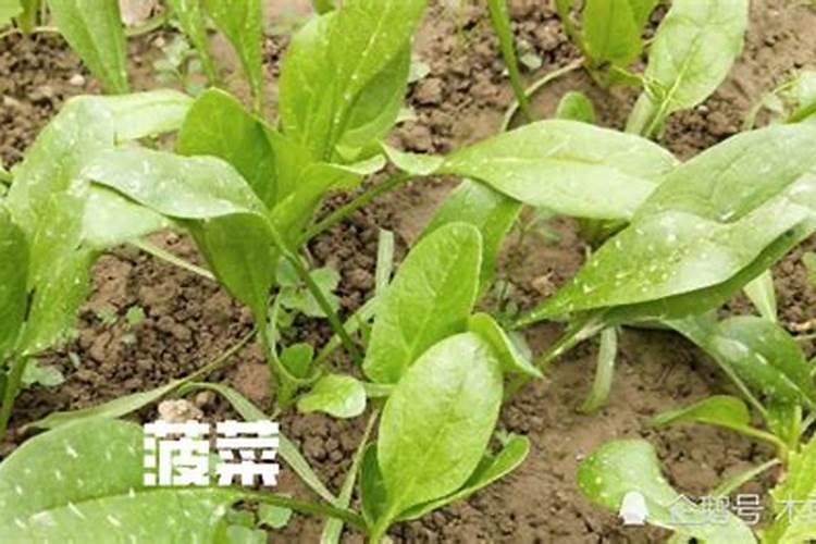 菠菜亩产量多少斤？