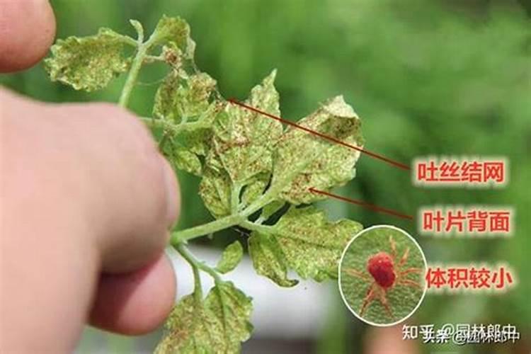 茄子遭红蜘蛛为害如何打药效果好？