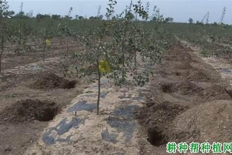 天时地利：作物施肥与气候条件的密切配合