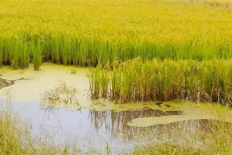 潍坊北部地区适合种植海水稻的原因