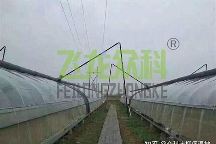 怎么才能避免大棚蔬菜的气体中毒？