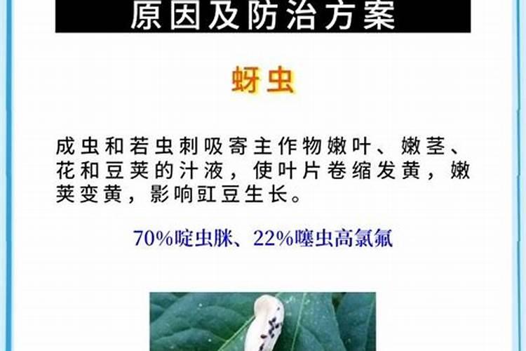 揭秘土豆叶片坏死：原因分析与综合防治策略