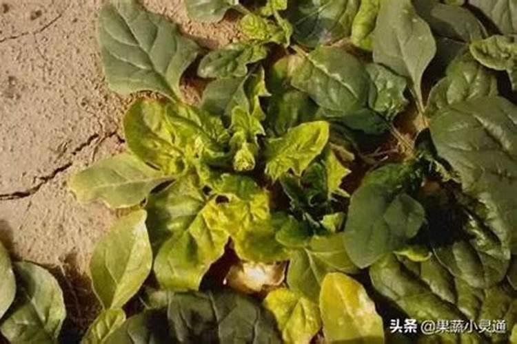 菠菜黄叶是什么原因？如何解决？