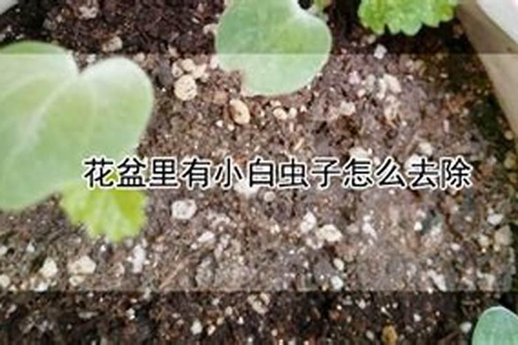 多菌灵可以去除小虫子吗？