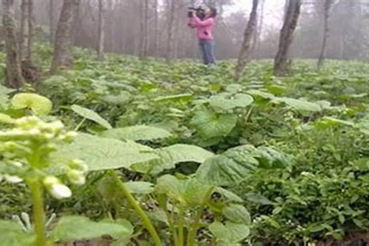 山葵种植的艺术与科学：掌握关键注意事项