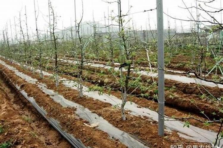 香榧的生物学特性及节本速生栽培技术