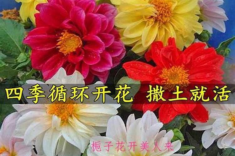 花卉小丽花种子什么季节播种种植方法什么时间开花