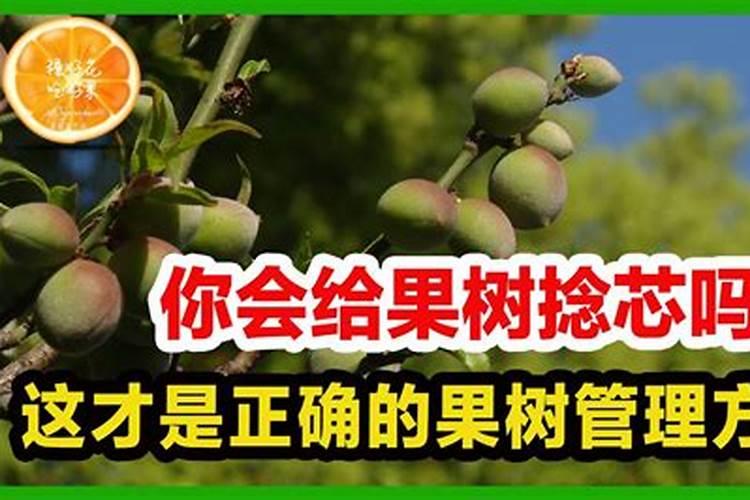 秋季果树栽培：掌握关键技巧，助力丰收之路