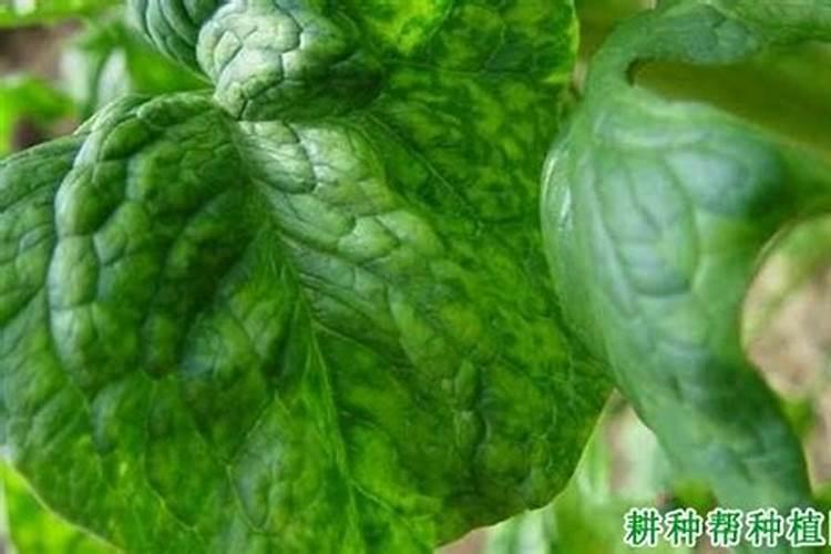 菠菜矮花叶病的发病因素探究