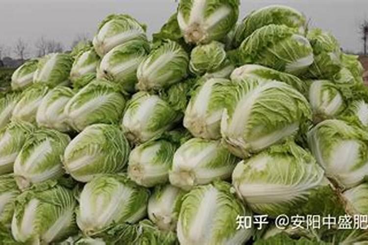 白菜不包心是什么原因？白菜不包心怎么办？