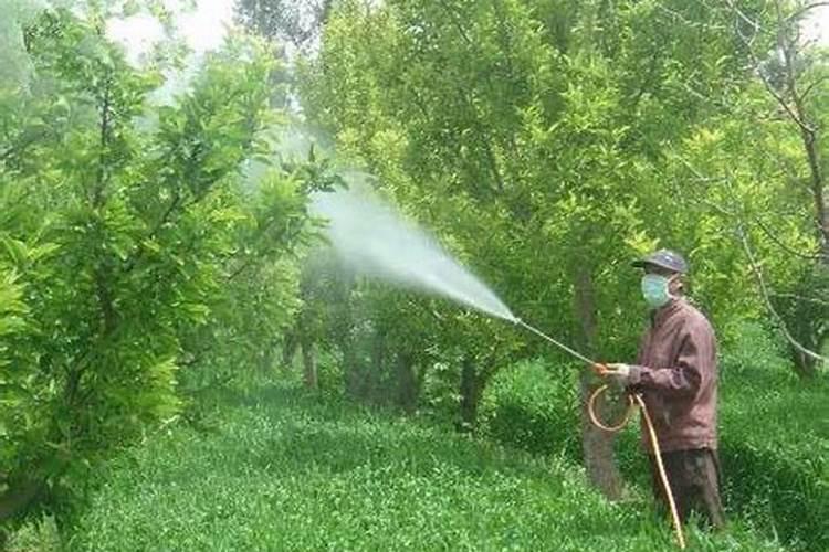 武夷菌素可以防治植物的哪些<a href=