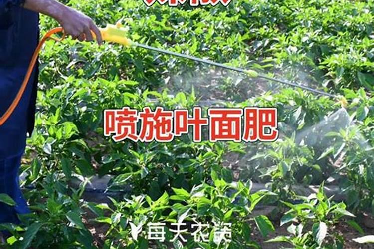 提升叶面喷肥效果：策略与实践？