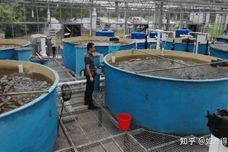 虾池用什么样的生物肥肥水最好