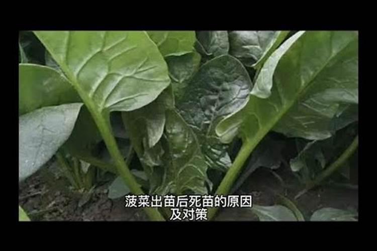 菜豌豆死苗的原因及对策