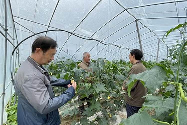 春寒料峭：应对低温阴雨天气的蔬菜管理策略