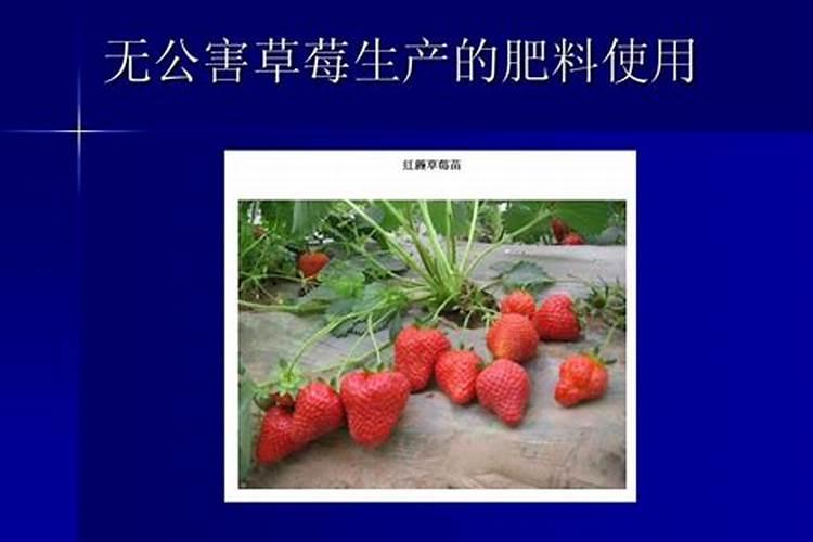 绿意盎然：无公害草莓生产的农药使用智慧