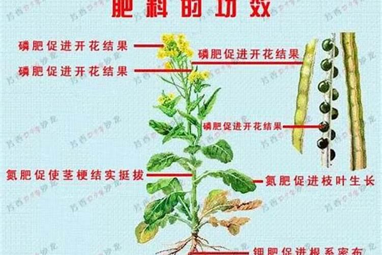 花期过后施磷钾肥作用大吗为什么？