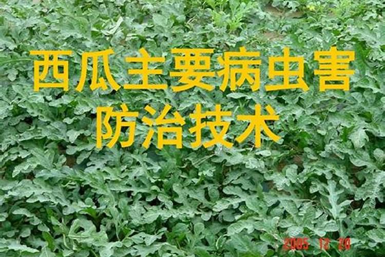 蔬菜病害虫害要分清(蔬菜主要<a href=