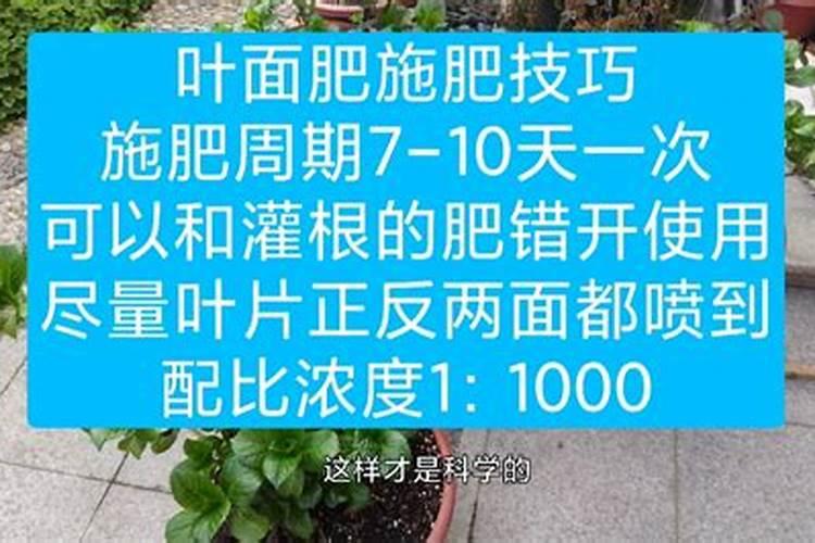 花卉叶面肥怎么配比最好？