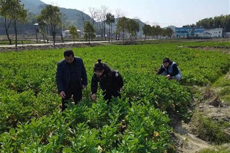 绿色守护：油菜田苗期虫害防治药剂筛选试验方案