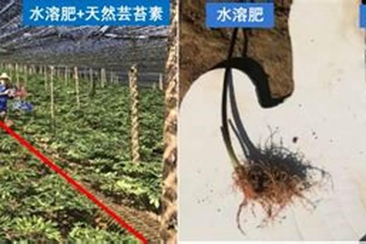 芸苔素当生根粉行吗？