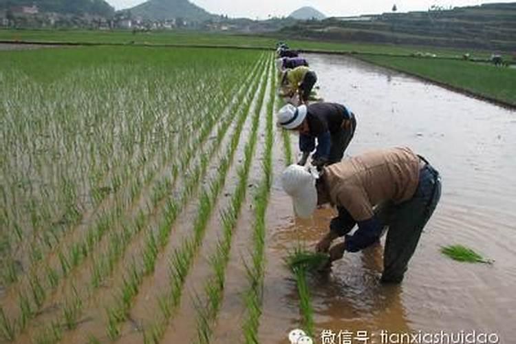 水稻移栽技术措施