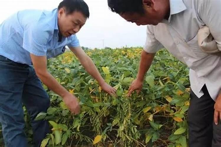 大豆鼓粒时根外喷肥的科学之道