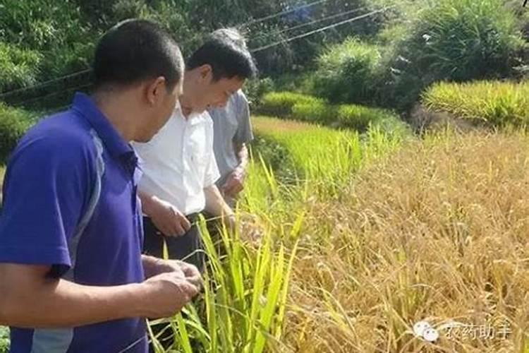 田野之困：解析农药药效不佳的深层原因