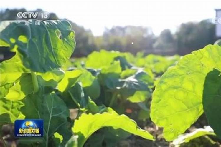 冬日里的暖阳：油菜越冬管理的智慧之道