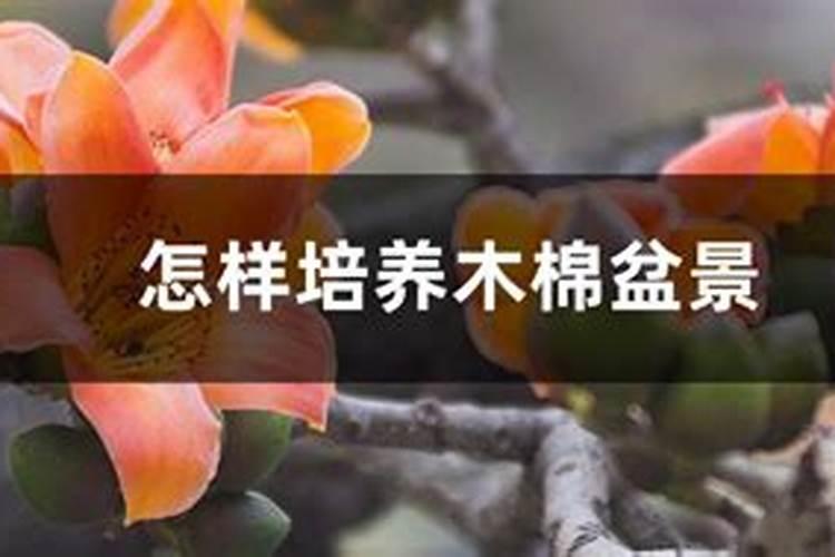 木棉盆景如何培育？木棉盆景该怎样管理？