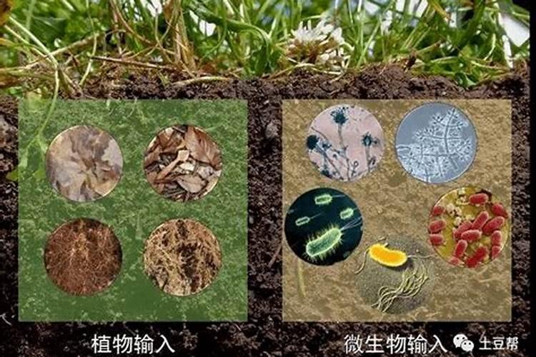 揭秘土壤的养分守护者：多样化的磷细菌肥料？