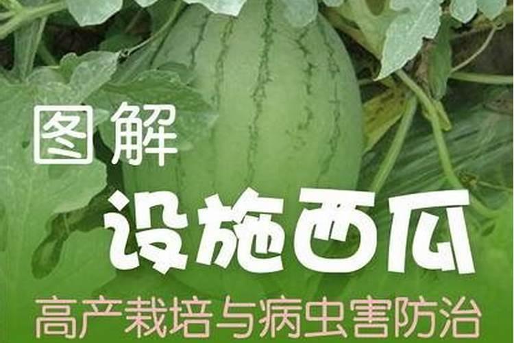 夏日绿茵：西瓜高效种植与病虫害防治全攻略