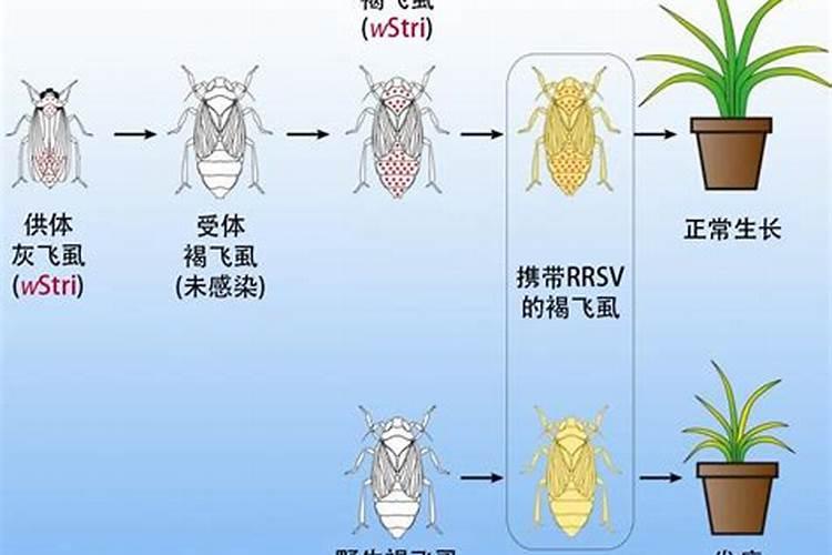 生物治病虫多多益善？