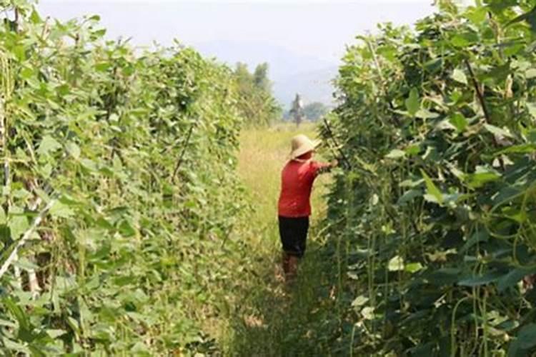 豇豆什么样的水溶肥最好用？