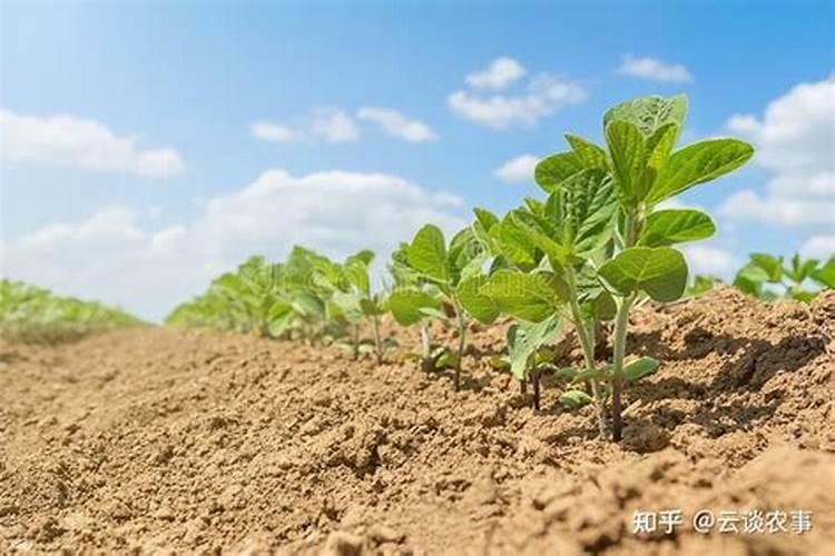 掌握时机：大豆种植中的分期播种技术