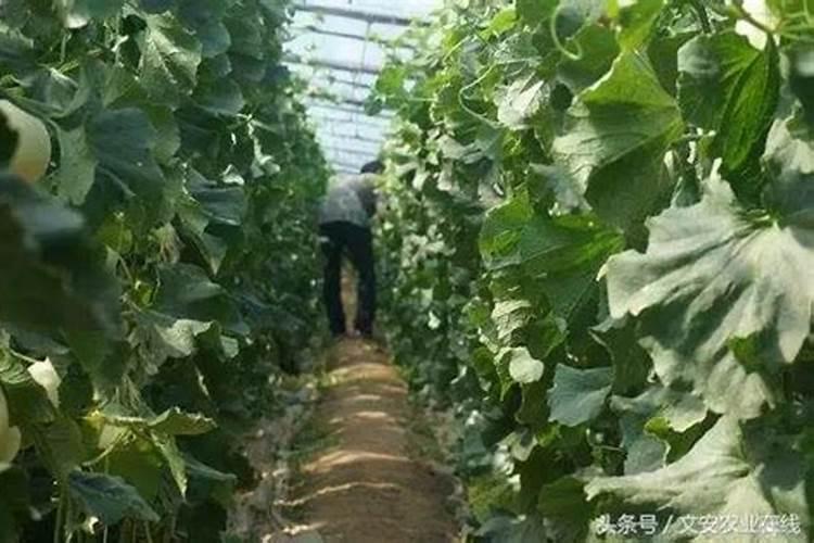 绿色守护：西瓜田除草策略与药剂选择全解析