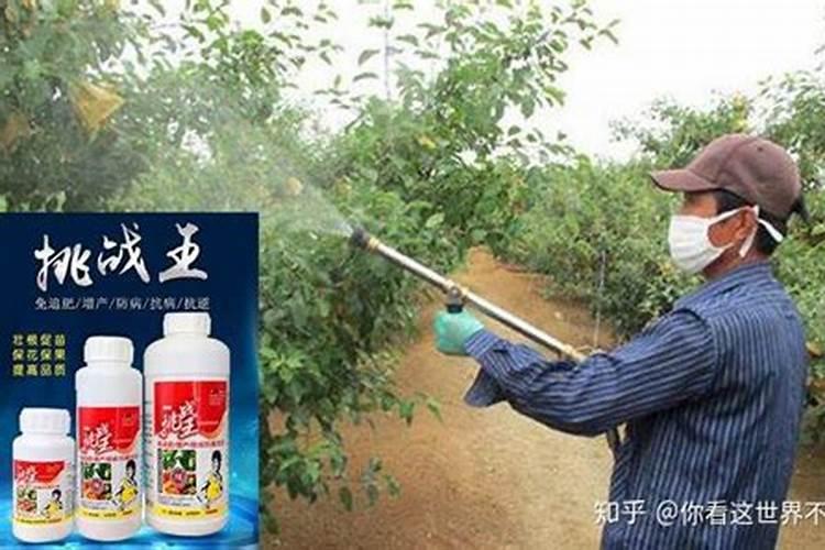 硫酸镁怎么施果树肥的效果好？