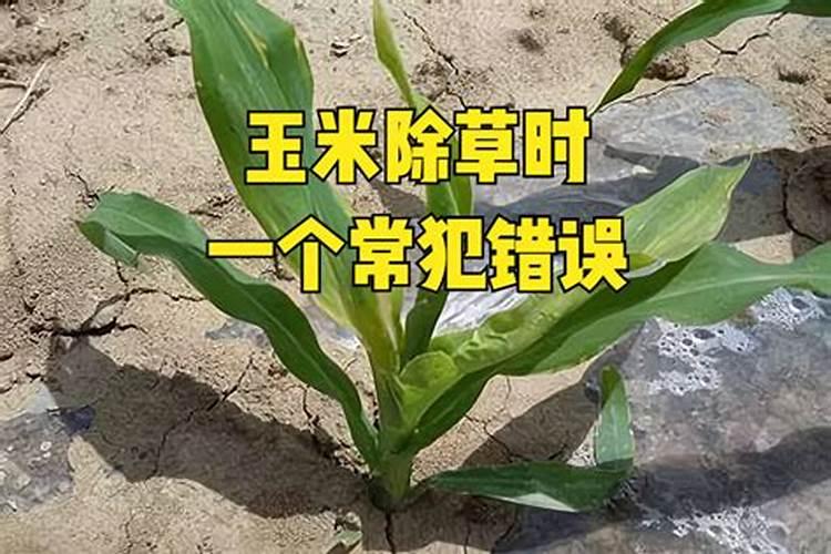 喷了除草剂的土地半个月左右种油菜有影响吗