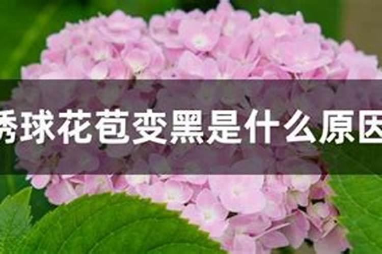 绣球花变黑是什么原因？