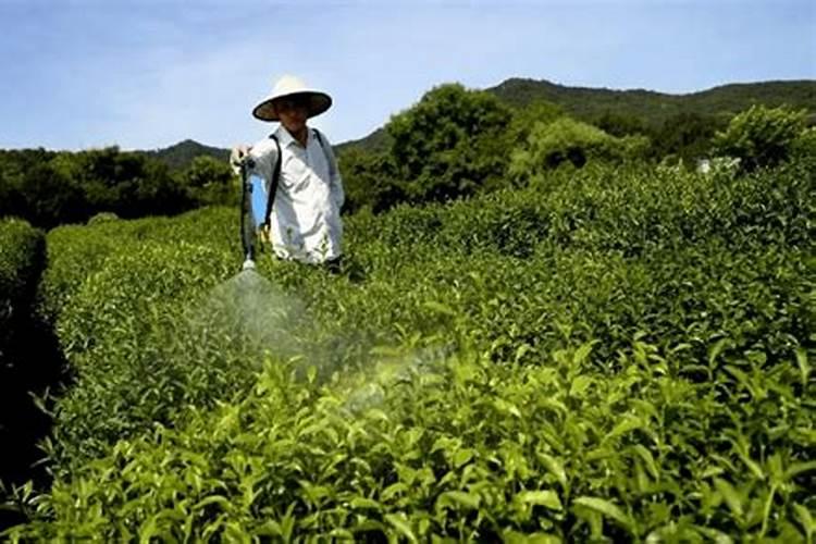 茶树抗旱减灾：叶面肥喷施技术的探索与实践