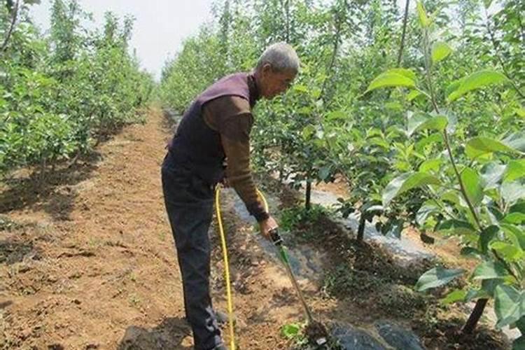 果树施肥：绕开这些雷区，让你的果园硕果累累