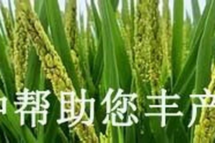 绿色守护：盆花除虫新方法的探索与实践？