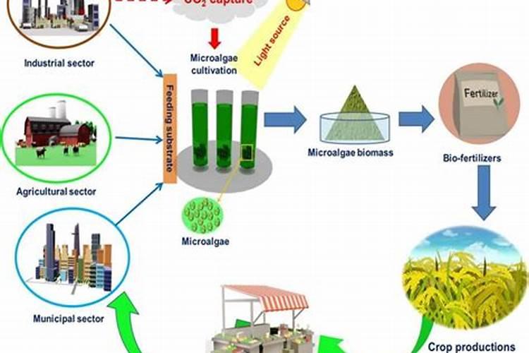 生物肥提效有方法：农业可持续发展的关键？