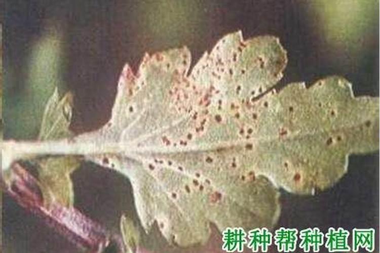 菊花霜霉病怎么防治效果好？